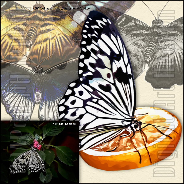AfricaSunsets-Butterflies